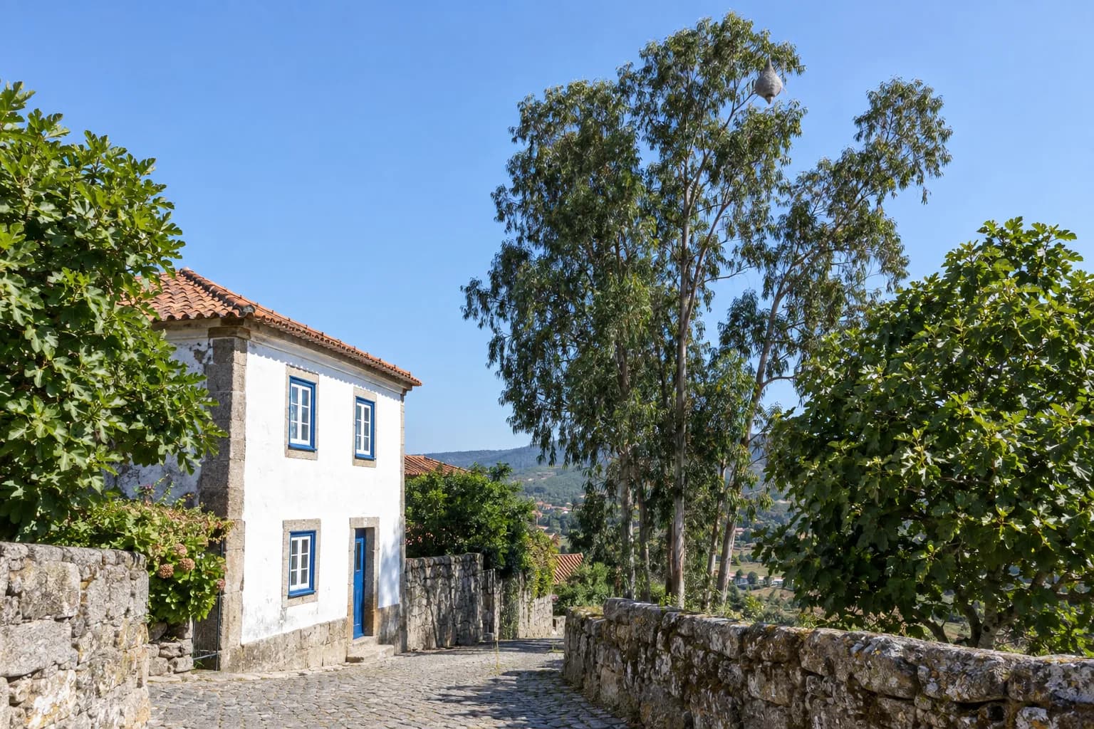 Rua de aldeia portuguesa com calçada de granito e uma casa branca de janelas azuis, e ao lado eucaliptos altos com um ninho grande em forma de pera na copa, visto de longe