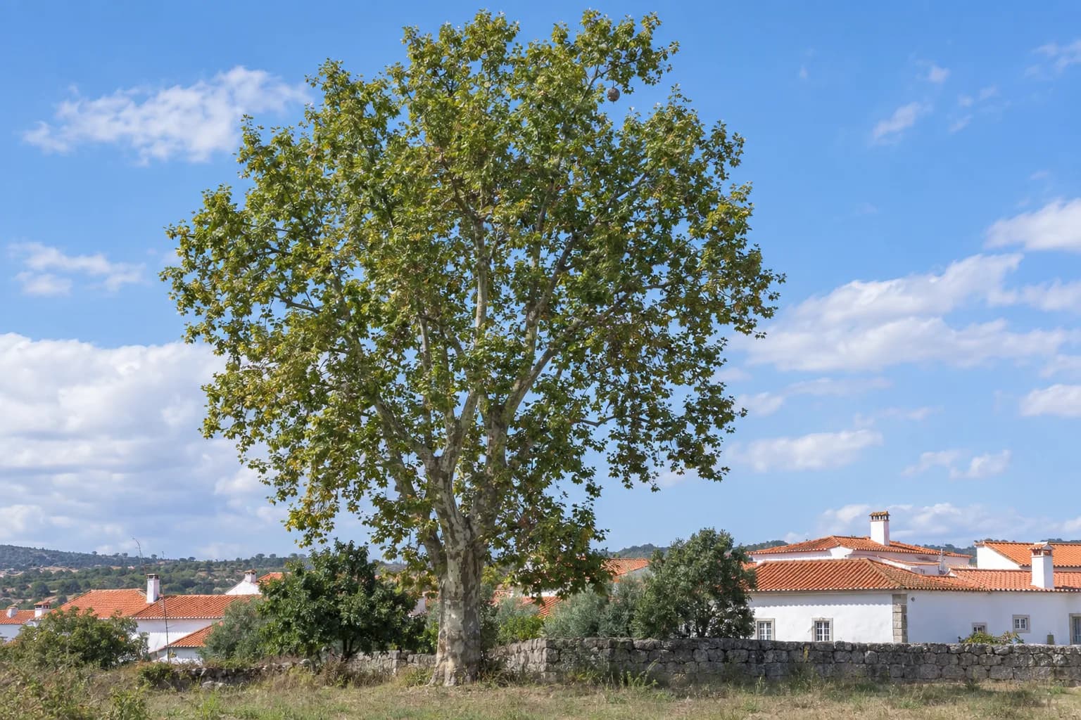 Plátano grande à beira de uma aldeia portuguesa, com um ninho pequeno e escuro pendurado nos ramos mais altos, e casas brancas de telhado de telha ao fundo